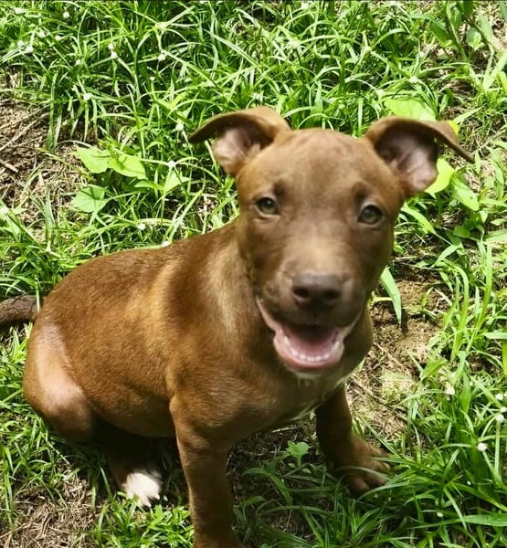 Praline, femelle berger, née le 15/07/2025 🐶
