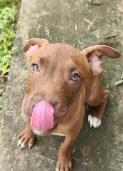 Praline, femelle berger, née le 15/07/2025 🐶