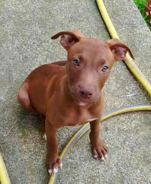Praline, femelle berger, née le 15/07/2025 🐶