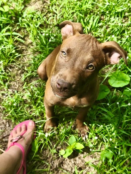 Praline, femelle berger, née le 15/07/2025 🐶