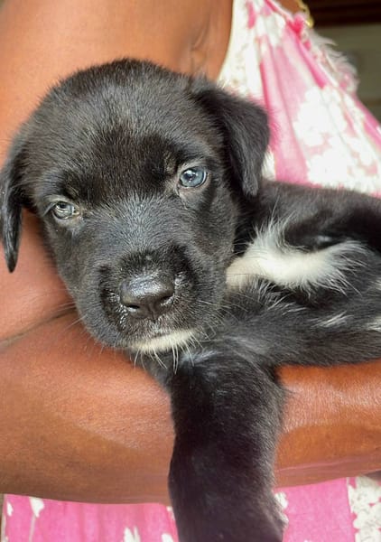 Poulette, femelle berger, née le 08/08/2025 🐶