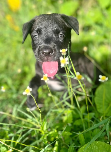 Poulette, femelle berger, née le 08/08/2025 🐶