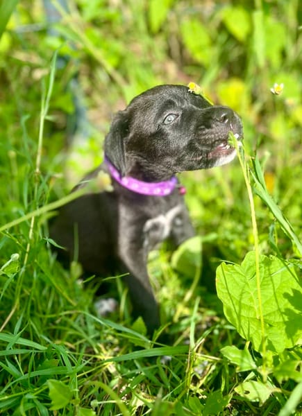Poulette, femelle berger, née le 08/08/2025 🐶