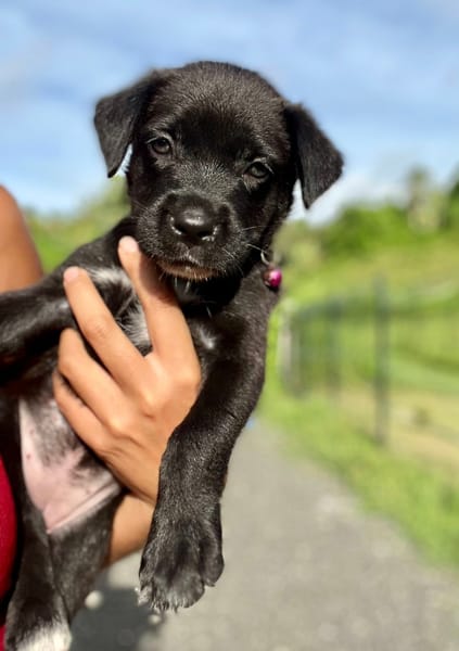 Poulette, femelle berger, née le 08/08/2025 🐶