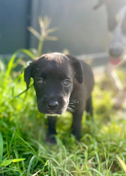 Poulette, femelle berger, née le 08/08/2025 🐶