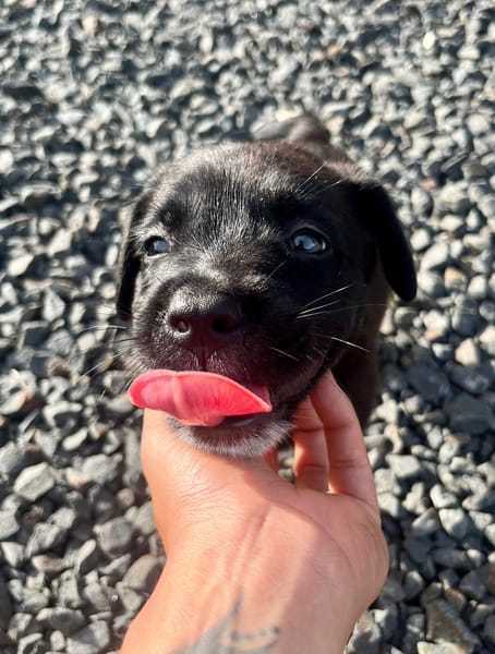 Poulette, femelle berger, née le 08/08/2025 🐶