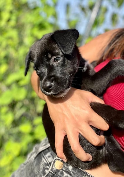 Poulette, femelle berger, née le 08/08/2025 🐶