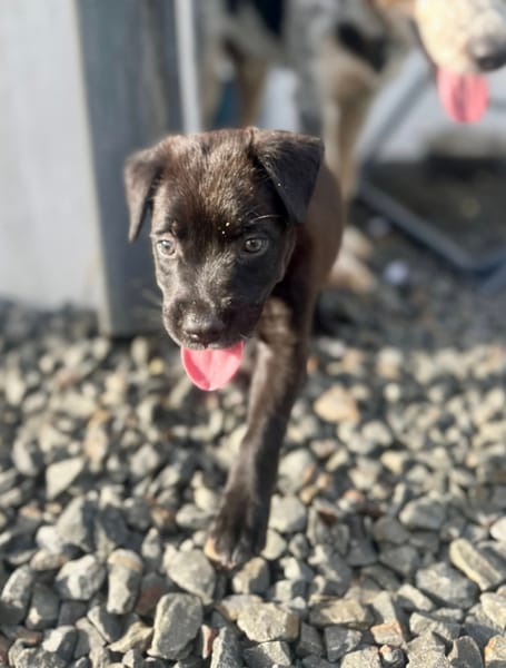 Poulette, femelle berger, née le 08/08/2025 🐶