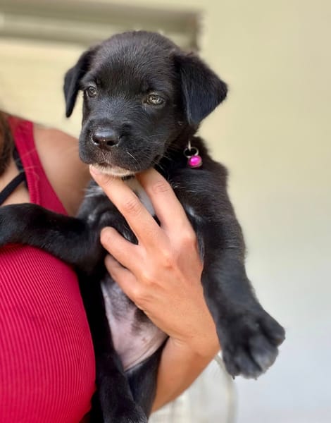 Poulette, femelle berger, née le 08/08/2025 🐶