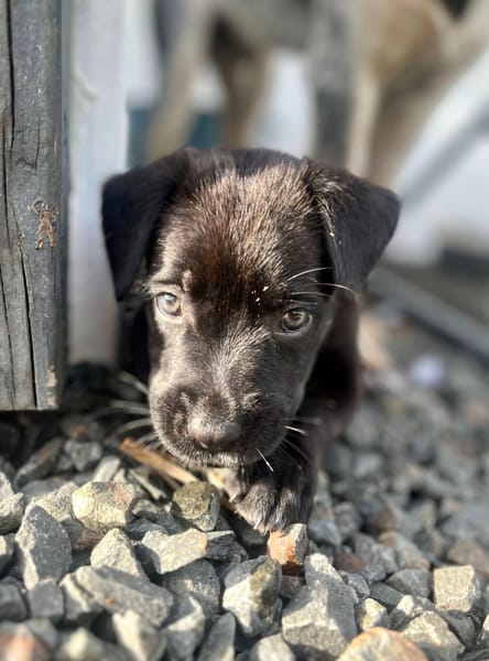 Poulette, femelle berger, née le 08/08/2025 🐶