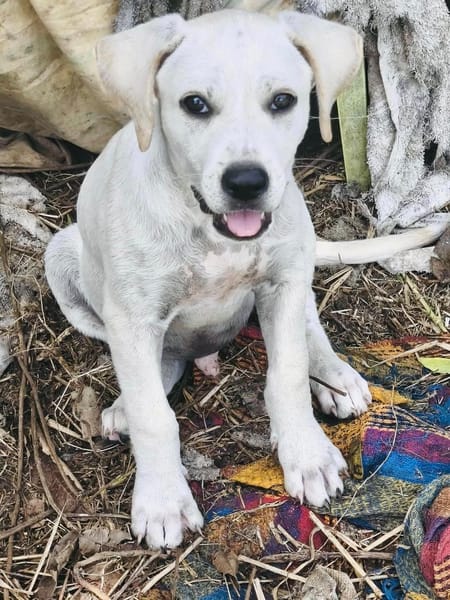 Patch, mâle berger, né le 15/07/2025 🐶