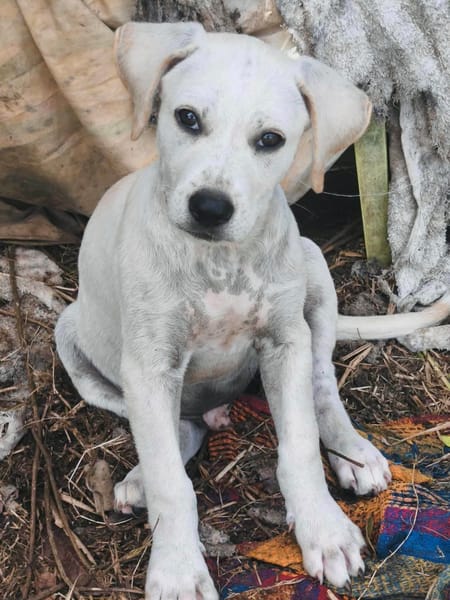 Patch, mâle berger, né le 15/07/2025 🐶