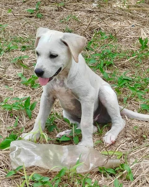 Patch, mâle berger, né le 15/07/2025 🐶