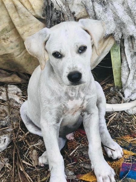 Patch, mâle berger, né le 15/07/2025 🐶