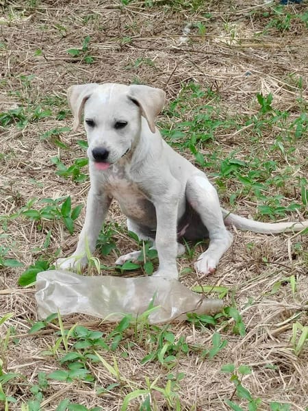 Patch, mâle berger, né le 15/07/2025 🐶