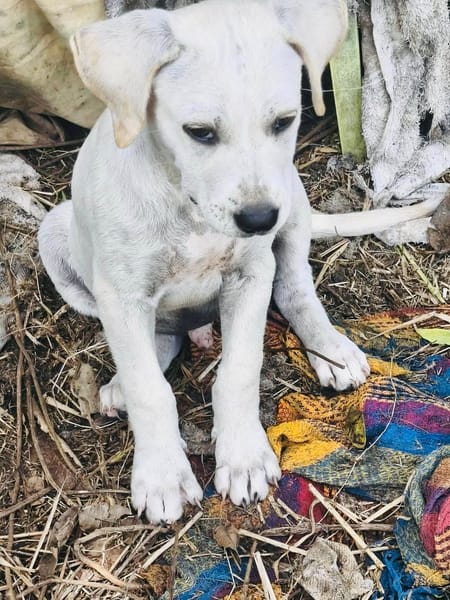 Patch, mâle berger, né le 15/07/2025 🐶