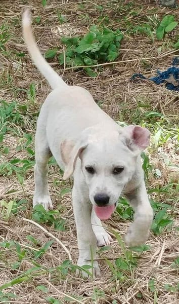Patch, mâle berger, né le 15/07/2025 🐶