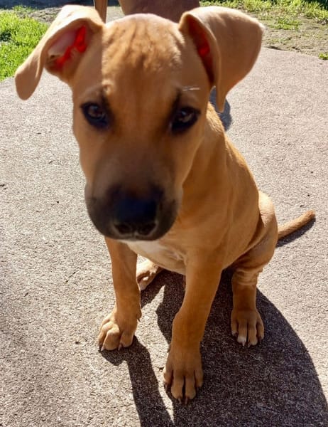 Néwis, mâle croisé berger, né le 15/06/2025 🐶