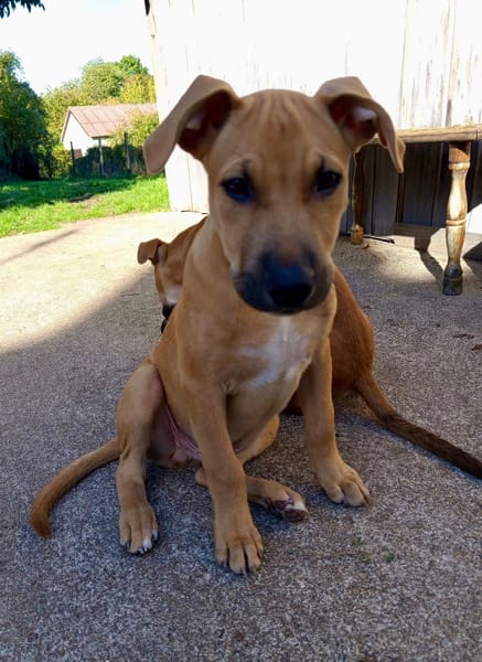 Néwis, mâle croisé berger, né le 15/06/2025 🐶