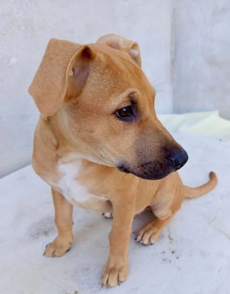 Néwis, mâle croisé berger, né le 15/06/2025 🐶