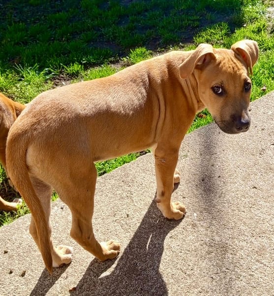 Néwis, mâle croisé berger, né le 15/06/2025 🐶