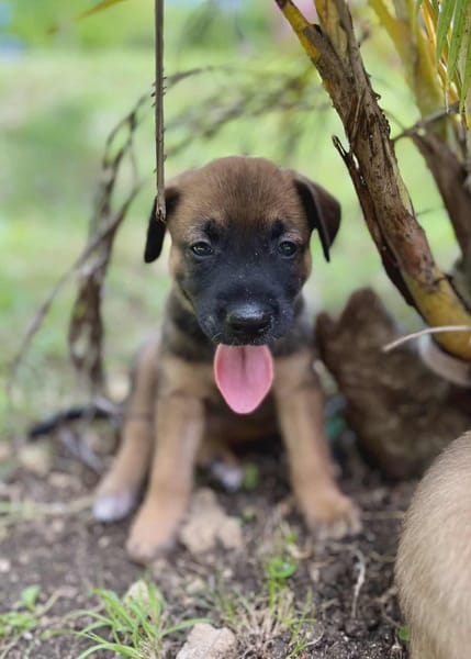 Miki, femelle Berger née le 15/08/2025 🐶