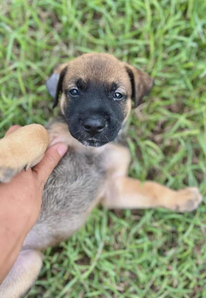 Miki, femelle Berger née le 15/08/2025 🐶