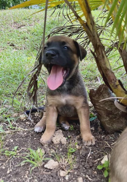 Miki, femelle Berger née le 15/08/2025 🐶