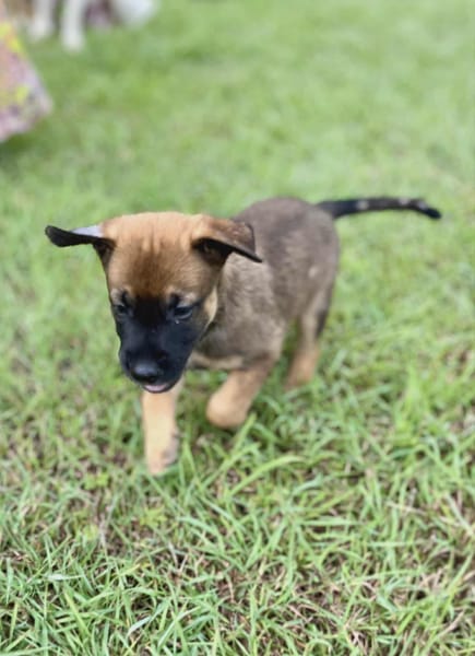 Miki, femelle Berger née le 15/08/2025 🐶