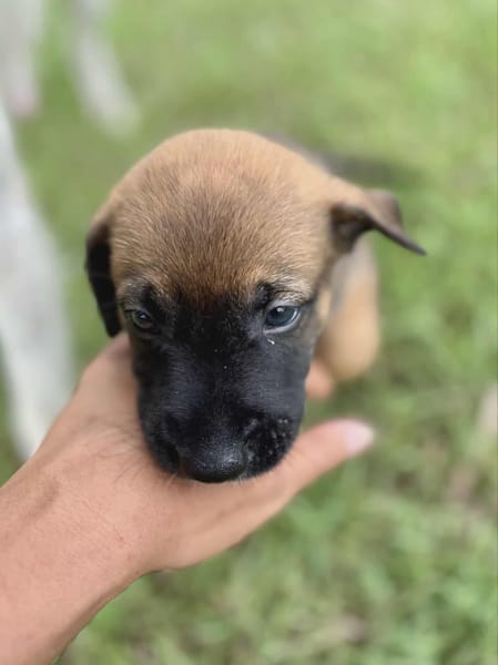 Miki, femelle Berger née le 15/08/2025 🐶