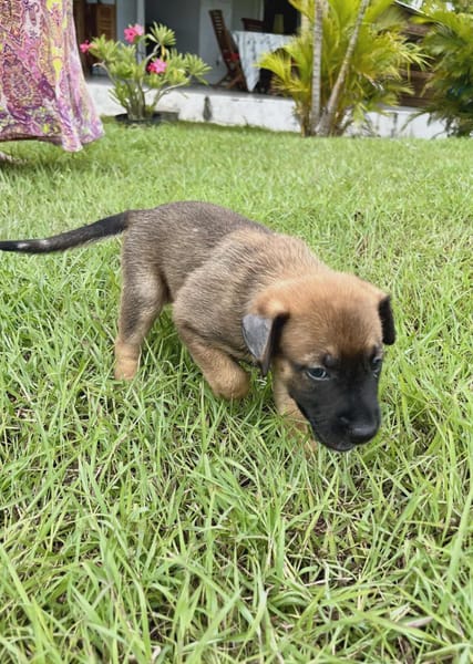 Miki, femelle Berger née le 15/08/2025 🐶