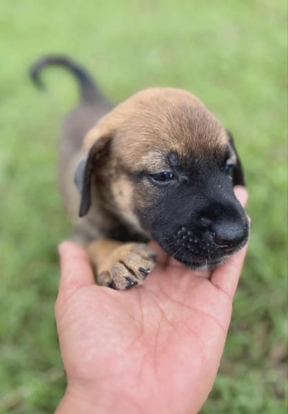 Miki, femelle Berger née le 15/08/2025 🐶