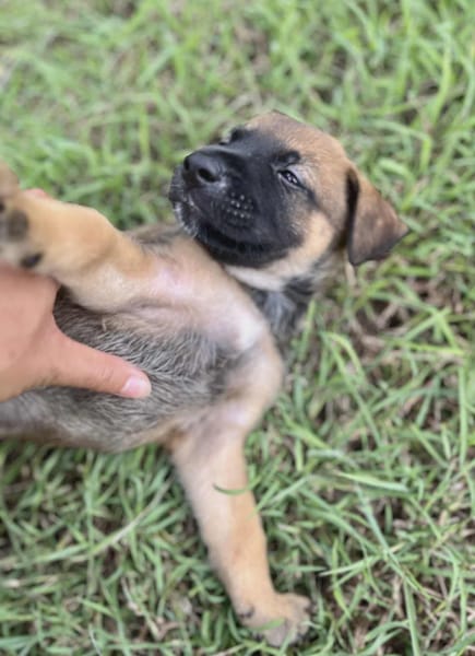 Miki, femelle Berger née le 15/08/2025 🐶