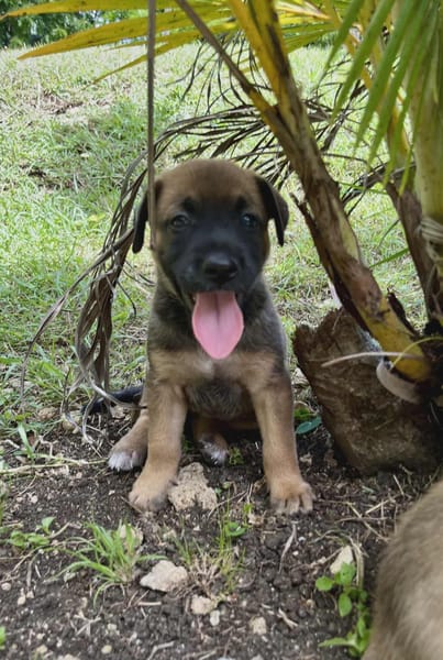 Miki, femelle Berger née le 15/08/2025 🐶
