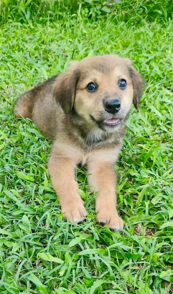 Merlot, mâle croisé berger, né le 14/07/2025 🐶