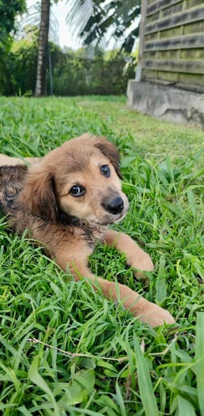 Merlot, mâle croisé berger, né le 14/07/2025 🐶