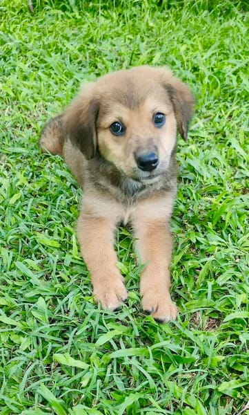 Merlot, mâle croisé berger, né le 14/07/2025 🐶