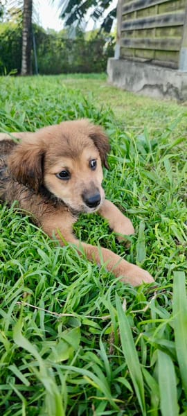 Merlot, mâle croisé berger, né le 14/07/2025 🐶