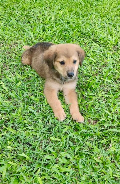 Merlot, mâle croisé berger, né le 14/07/2025 🐶