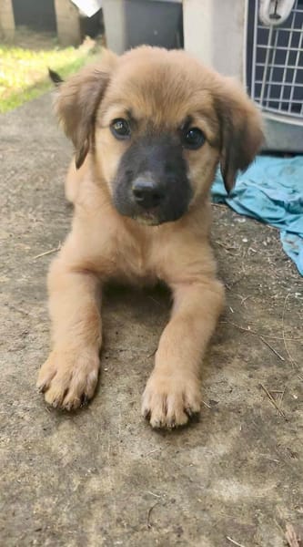 Merlot, mâle croisé berger, né le 14/07/2025 🐶