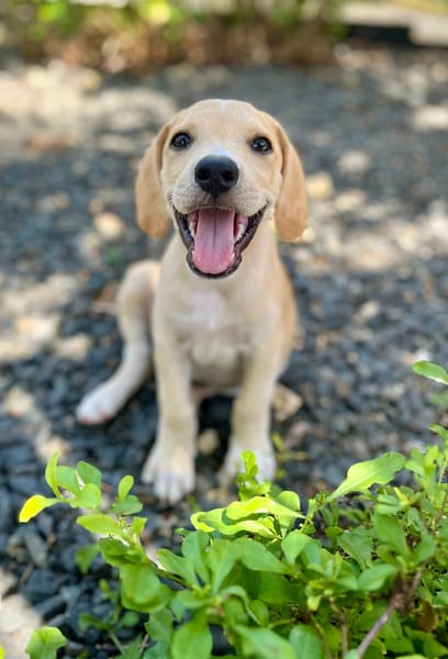 Malbec, mâle croisé berger, né le 14/07/2025 🐶