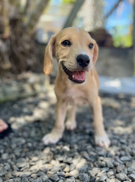 Malbec, mâle croisé berger, né le 14/07/2025 🐶