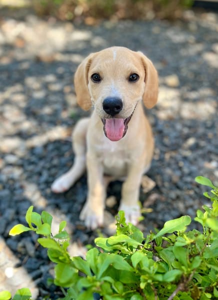 Malbec, mâle croisé berger, né le 14/07/2025 🐶