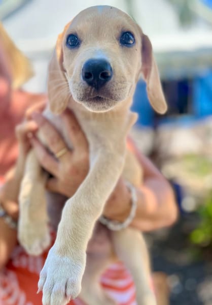 Malbec, mâle croisé berger, né le 14/07/2025 🐶
