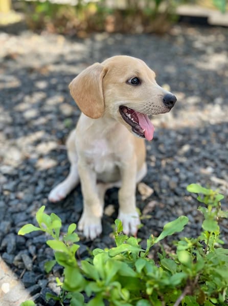 Malbec, mâle croisé berger, né le 14/07/2025 🐶
