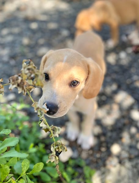 Malbec, mâle croisé berger, né le 14/07/2025 🐶
