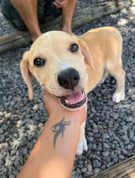 Malbec, mâle croisé berger, né le 14/07/2025 🐶