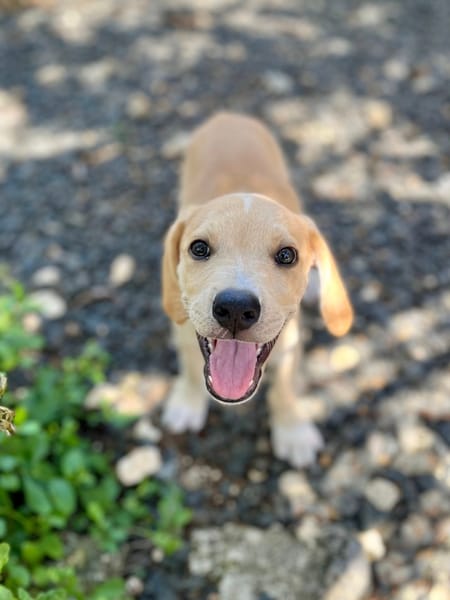 Malbec, mâle croisé berger, né le 14/07/2025 🐶