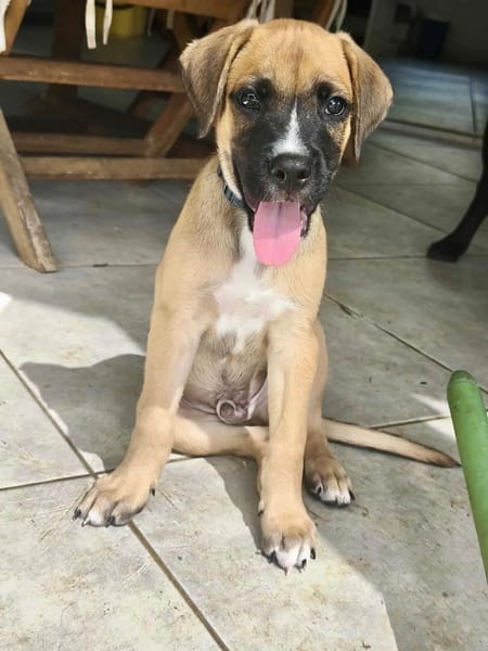 Lucky, mâle berger, né le 15/07/2025 🐶