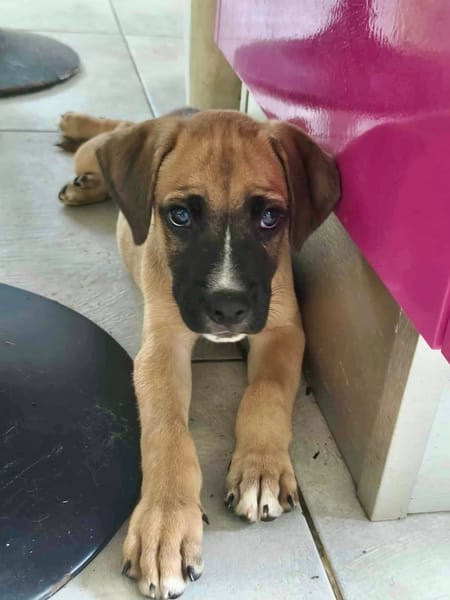 Lucky, mâle berger, né le 15/07/2025 🐶